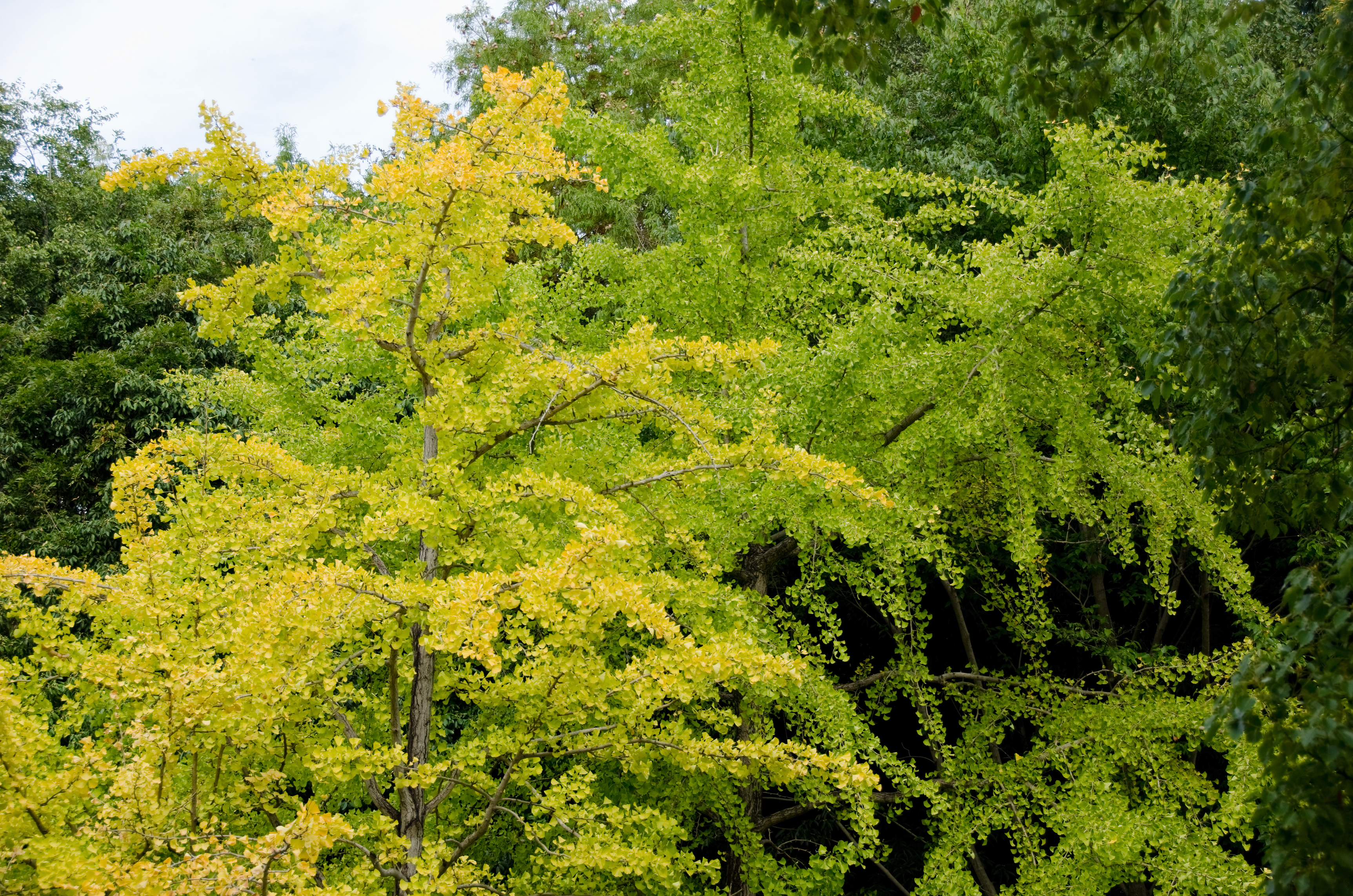 Yellow leaves of a Ginkgo biloba on the tree