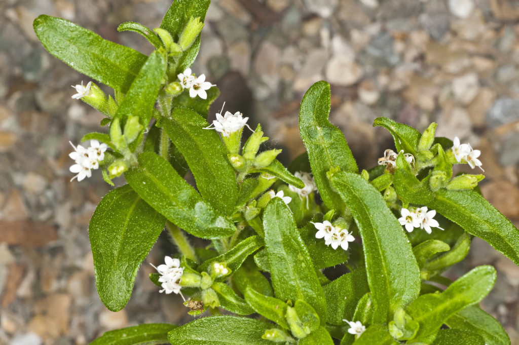 Stevia rebaudiana the herbal support for sugar