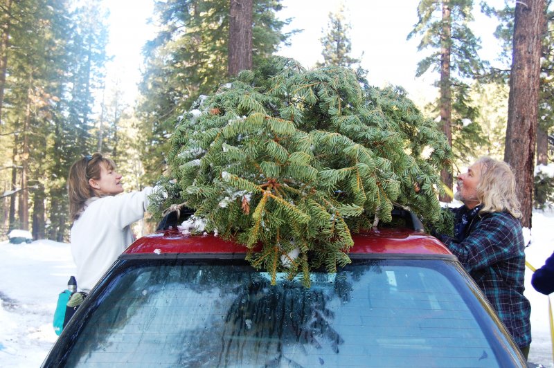 Viete správne prevážať vianočný stromček?