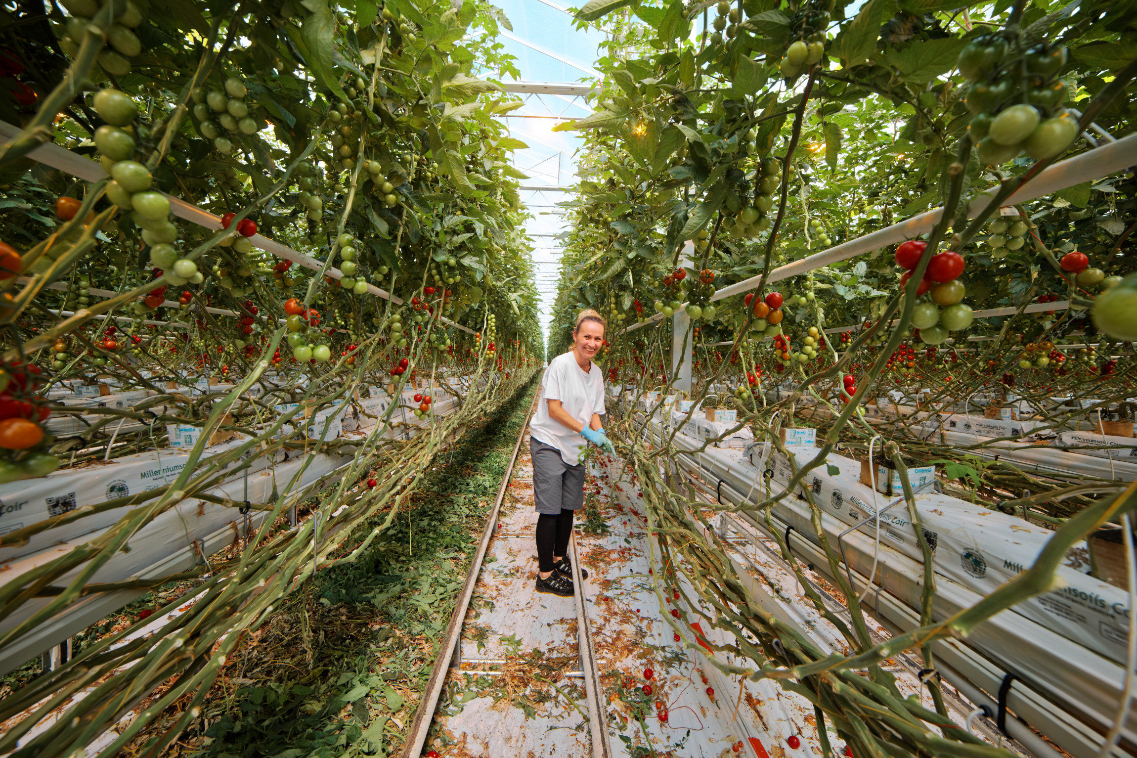 Paradajkovo: vďaka spolupráci s Tescom ponúkame domáce paradajky na celom Slovensku  