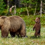 Female brown bear and her cubs