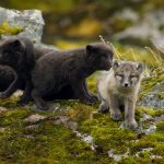Animal Babies: First Year On Earth: Episode 1