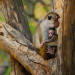 Animal Babies: First Year On Earth: Episode 1
