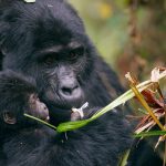 Animal Babies: First Year On Earth: Episode 1