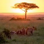 Animal Babies: First Year On Earth: Episode 1