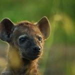 Animal Babies: First Year On Earth: Episode 1