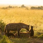 Animal Babies: First Year On Earth: Episode 1