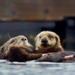 Animal Babies: First Year On Earth: Episode 1