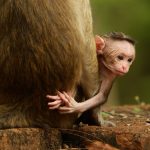 Animal Babies: First Year On Earth: Episode 1