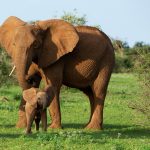 Animal Babies: First Year On Earth: Episode 1