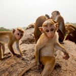 Animal Babies: First Year on Earth: Episode 2