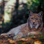 Lynx (Lynx lynx), National Park  Slovakia