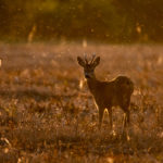 Roe deer in field