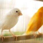 2. Kanárik býval kedysi v klietke sám, čo bola chyba_Foto_Pixabay